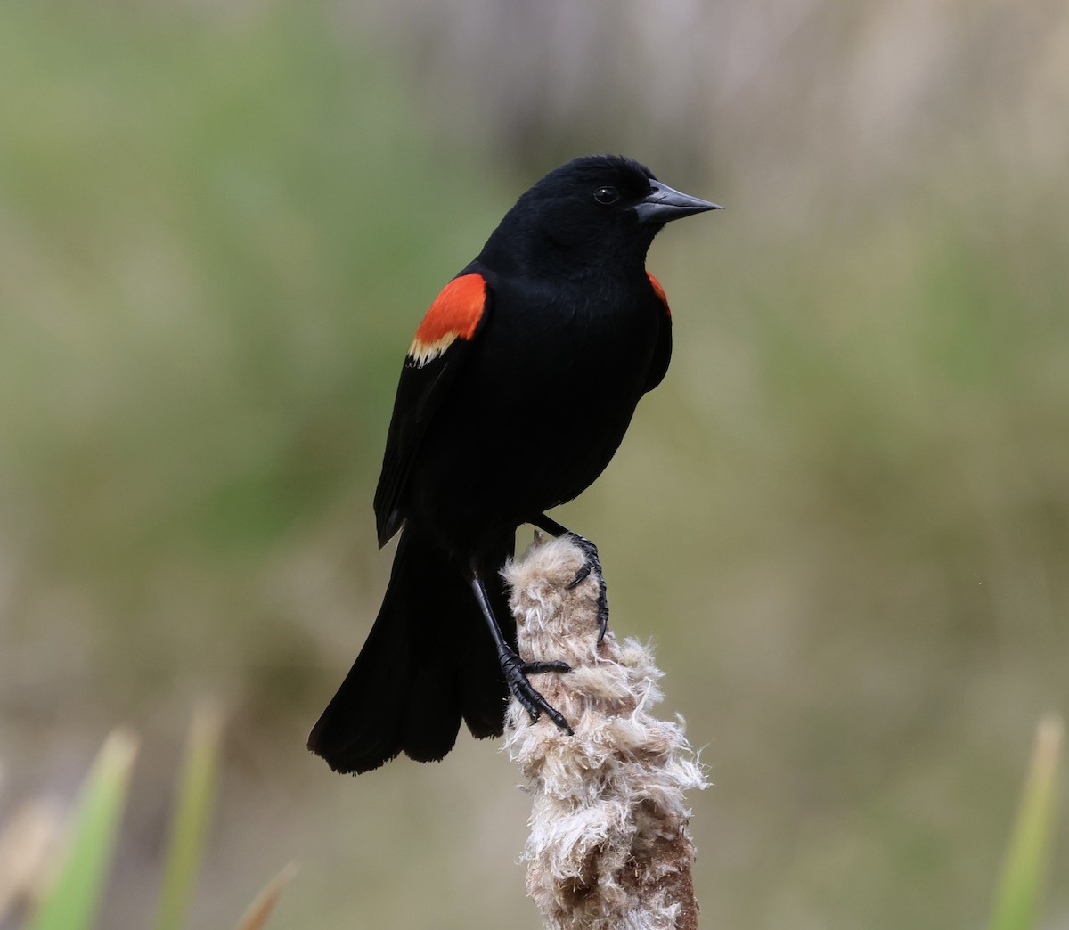 Red-winged Blackbird - ML619914571