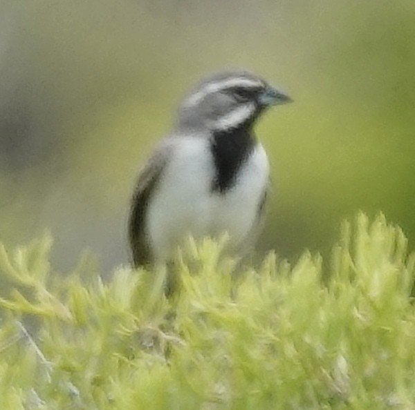 Black-throated Sparrow - ML619914576