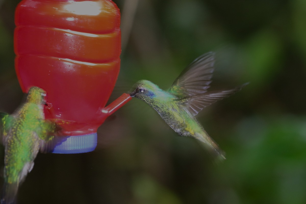kolibřík modrouchý - ML619914577