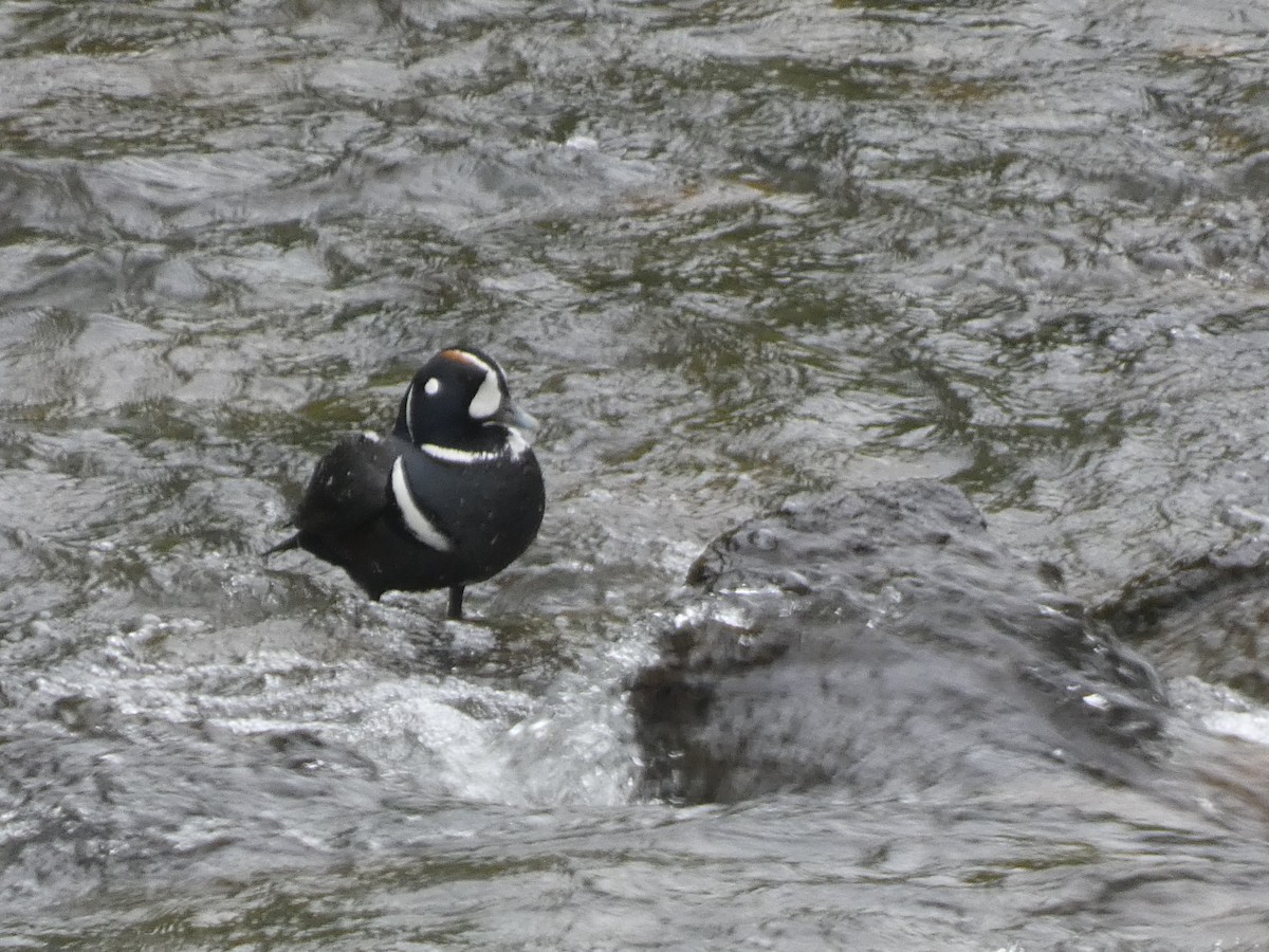 Harlequin Duck - ML619914583