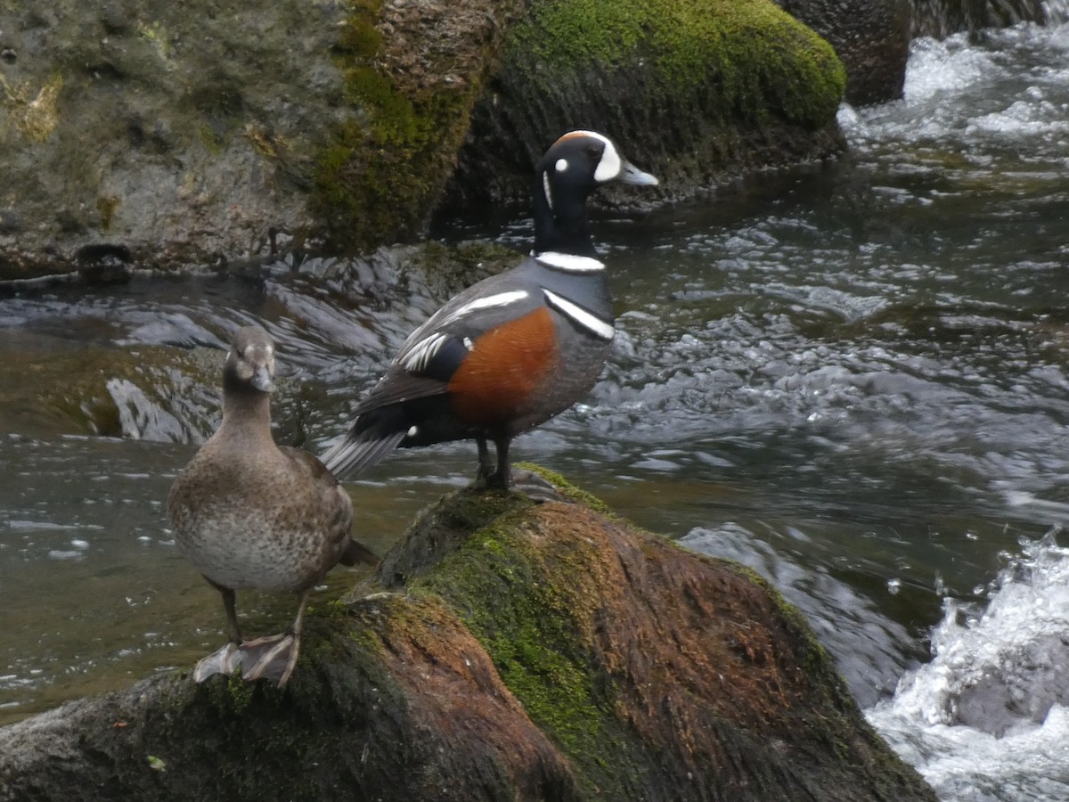 Harlequin Duck - Eneko Azkue