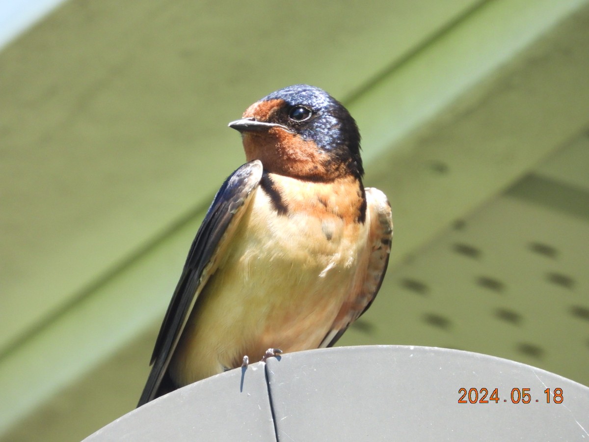 Barn Swallow - ML619914608