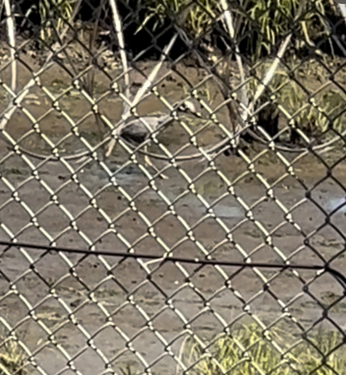 Yellow-crowned Night Heron - ML619914638
