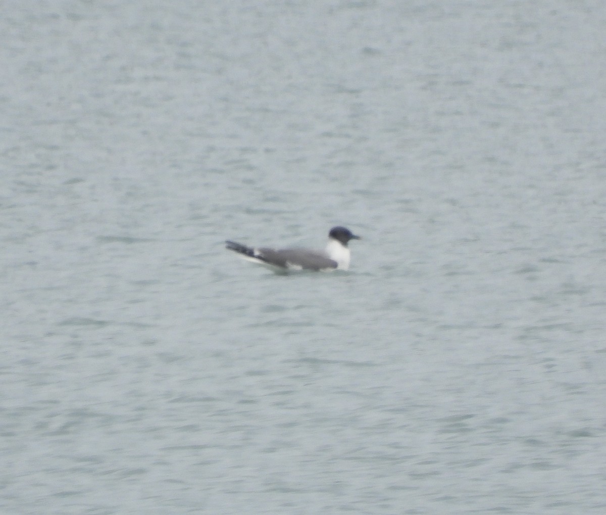 Mouette de Sabine - ML619914643