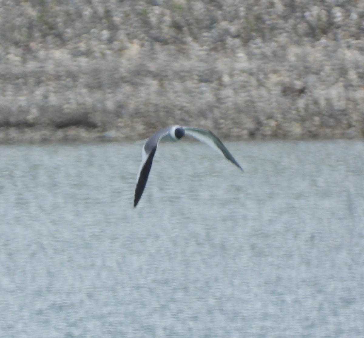 Sabine's Gull - ML619914644