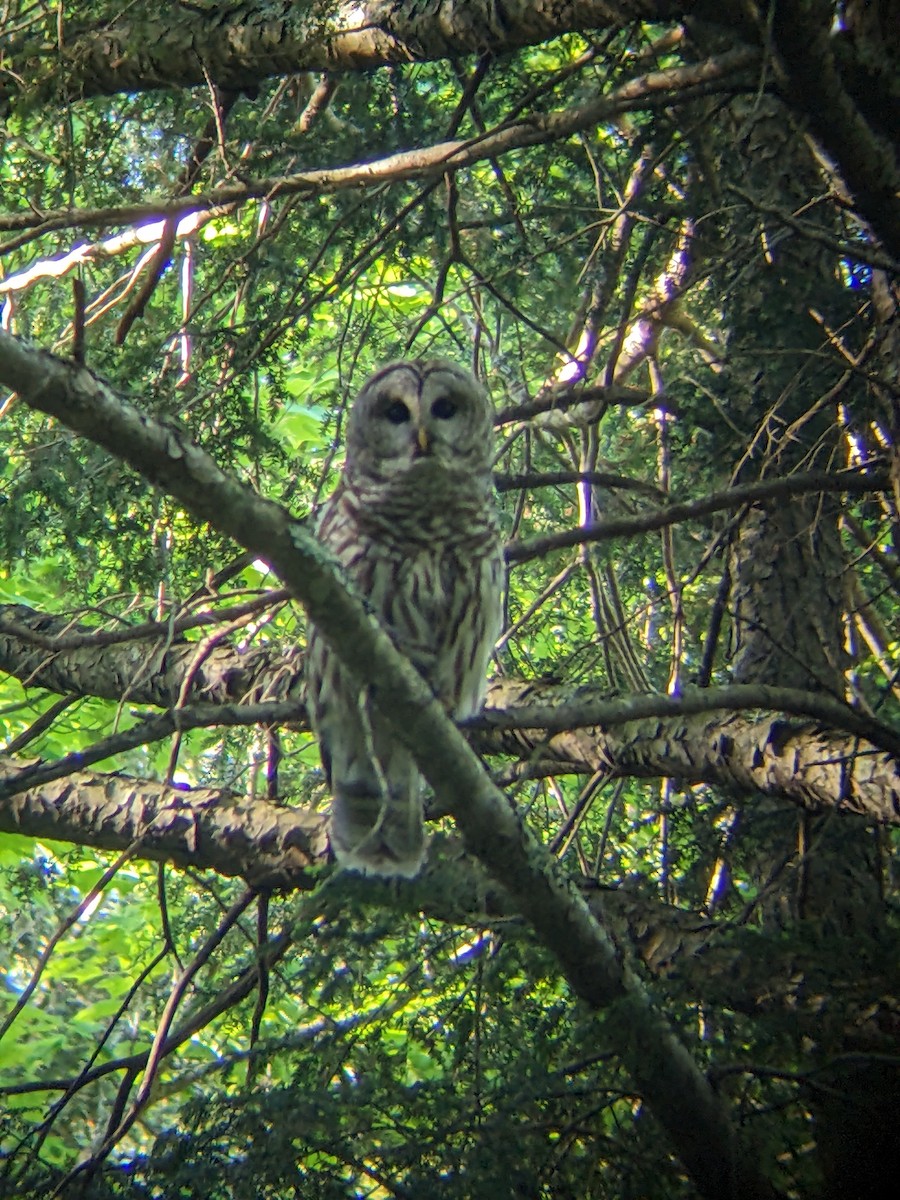 Barred Owl - ML619914650