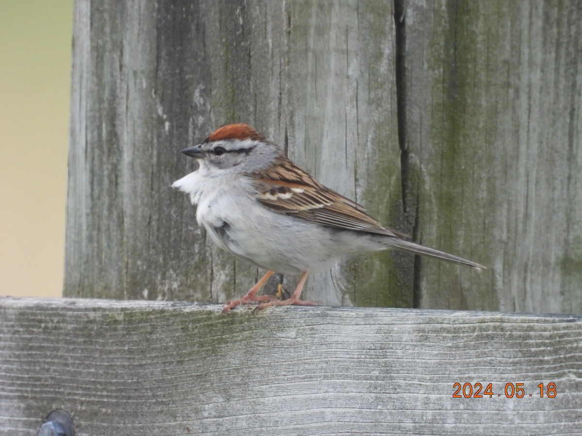 Chipping Sparrow - ML619914691