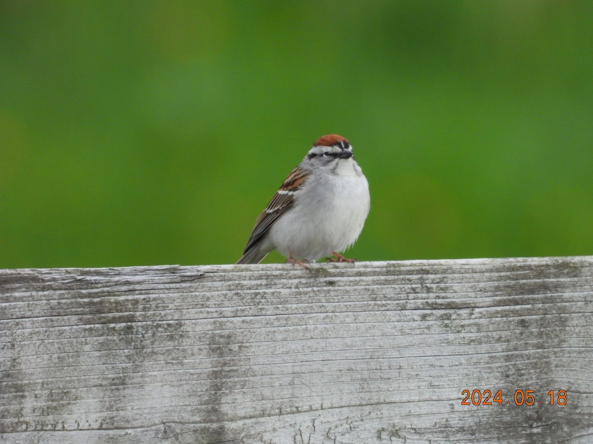 Chipping Sparrow - ML619914692