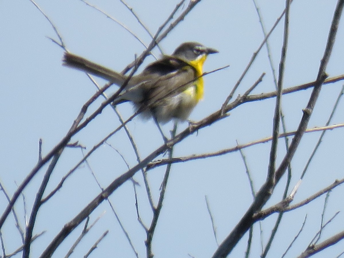 Yellow-breasted Chat - ML619914693