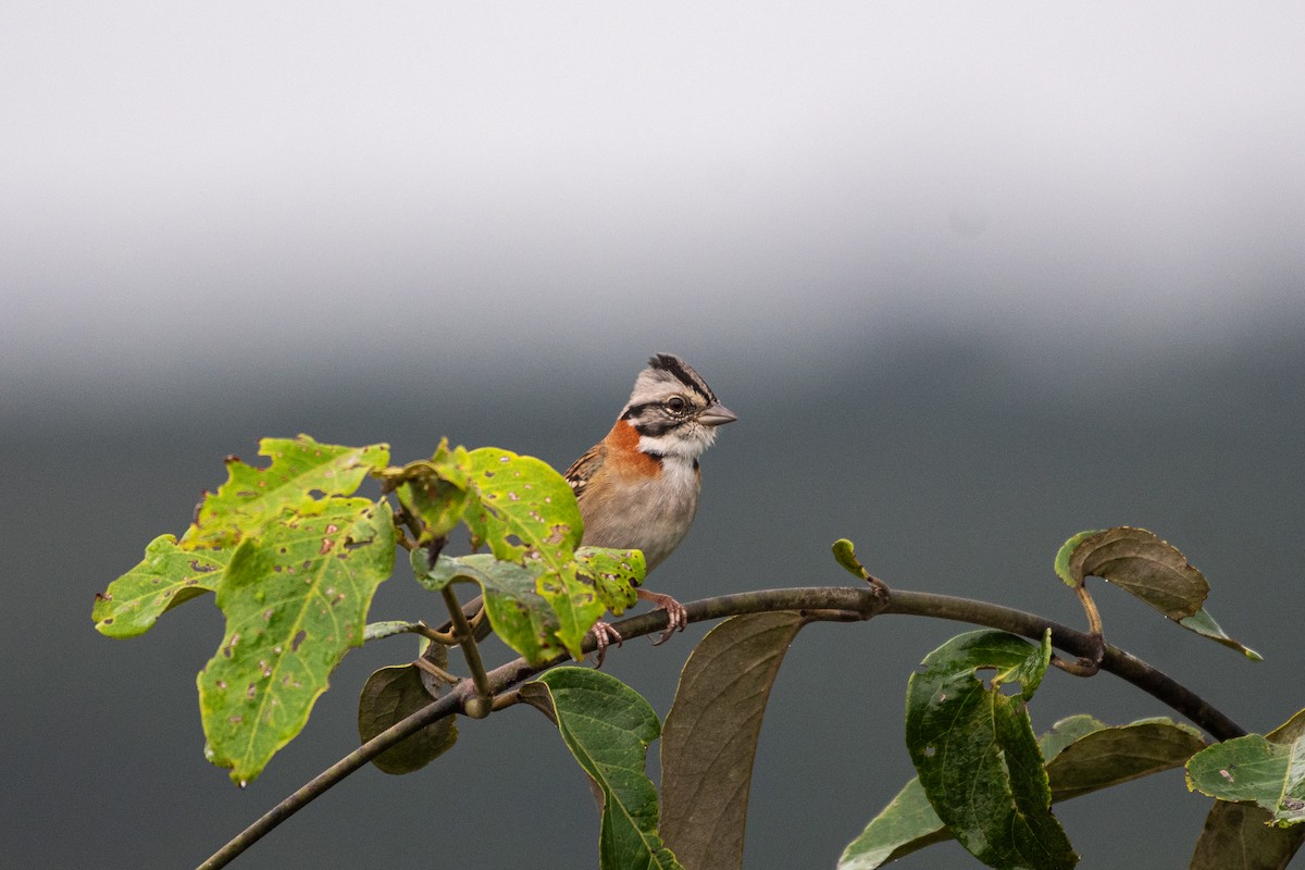 Rufous-collared Sparrow - ML619914695