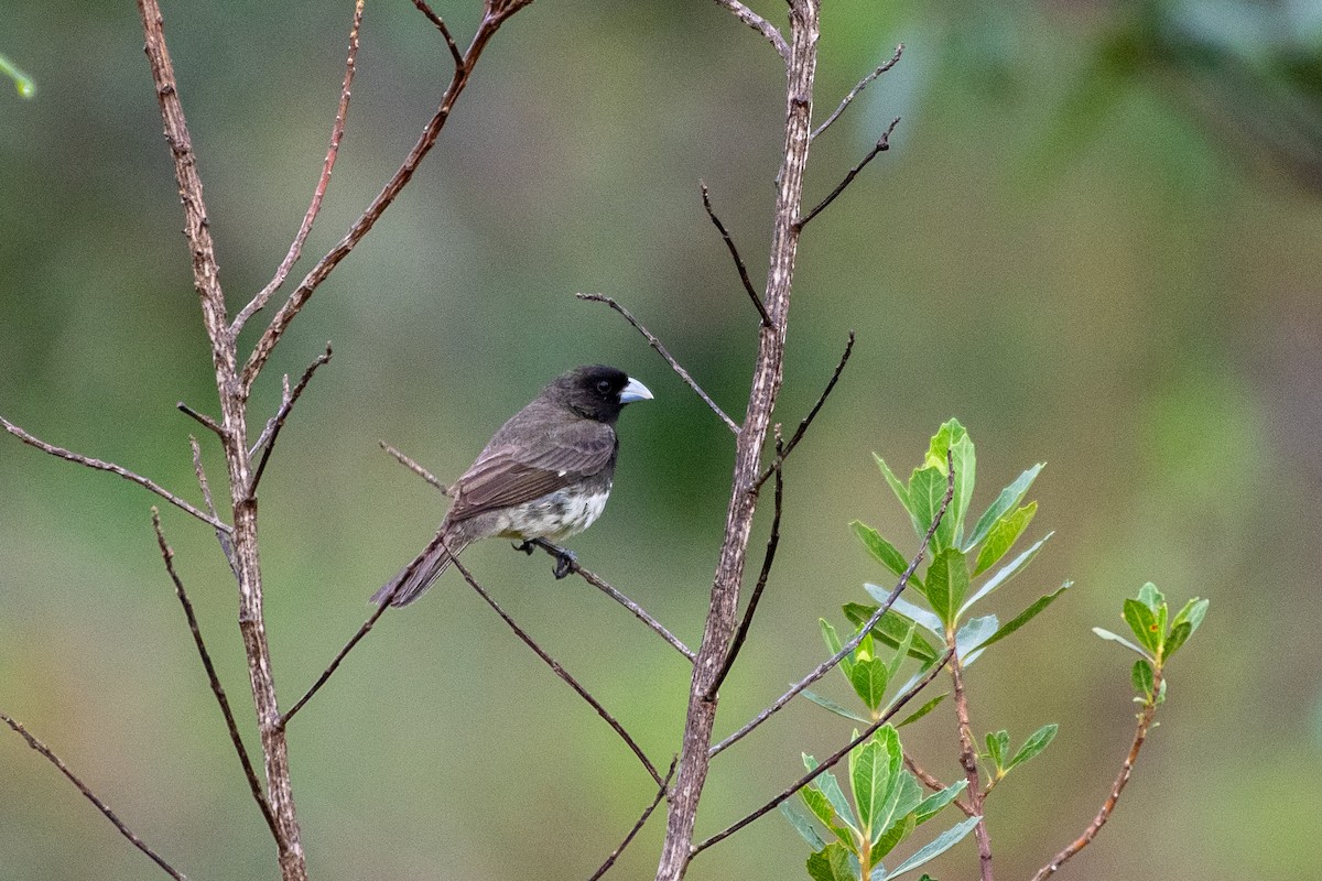 Yellow-bellied Seedeater - ML619914705