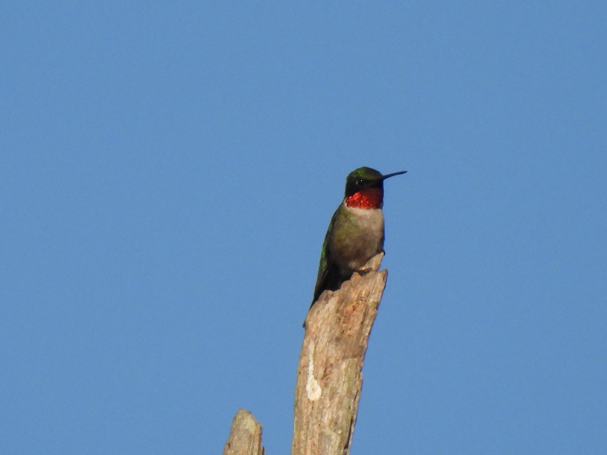 Рубиновогорлый колибри - ML619914707