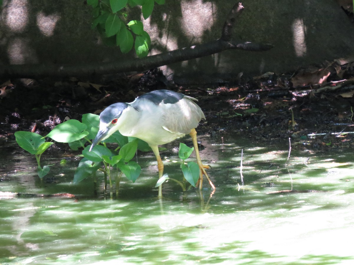 Black-crowned Night Heron - ML619914711