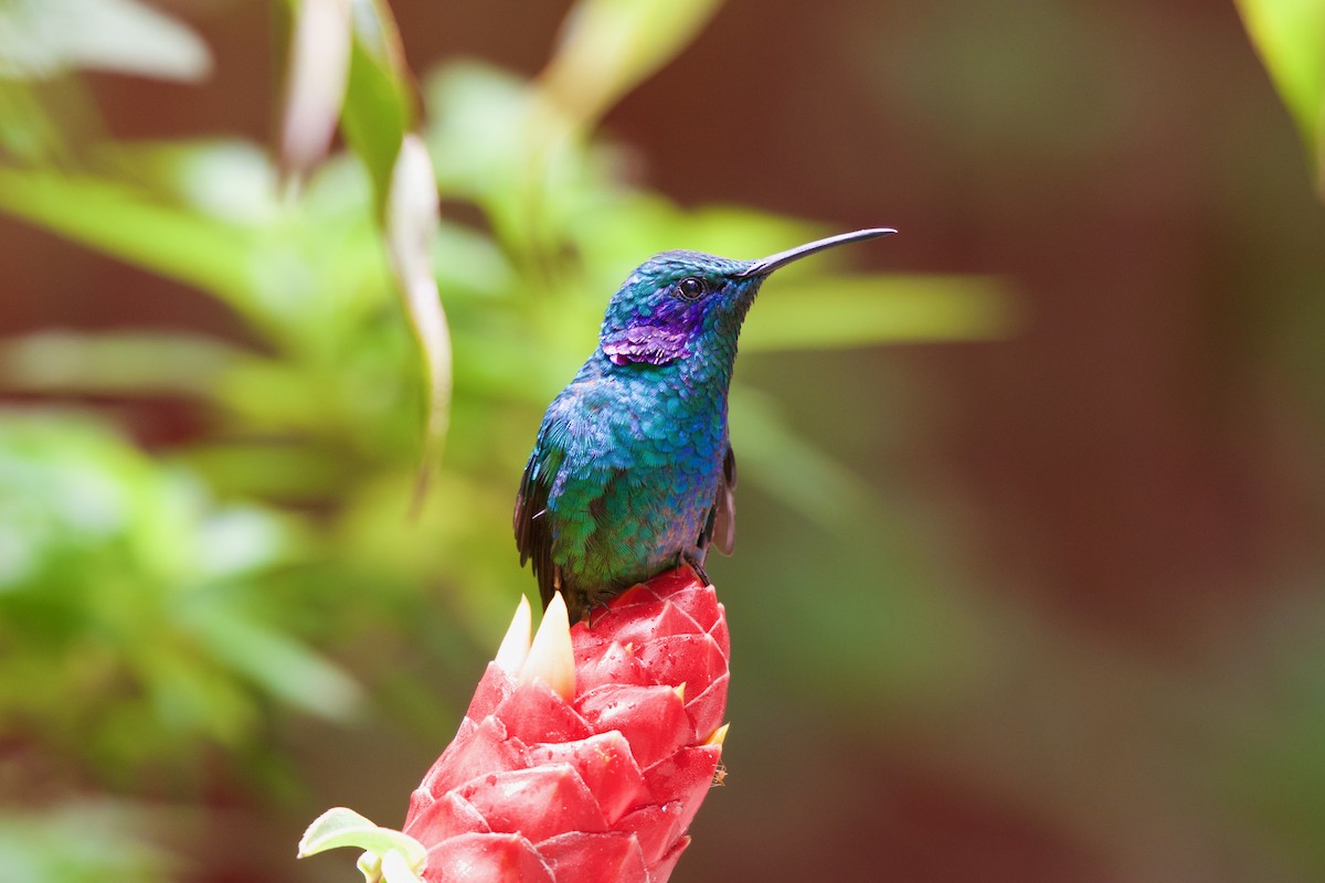 kolibřík modrouchý - ML619914718
