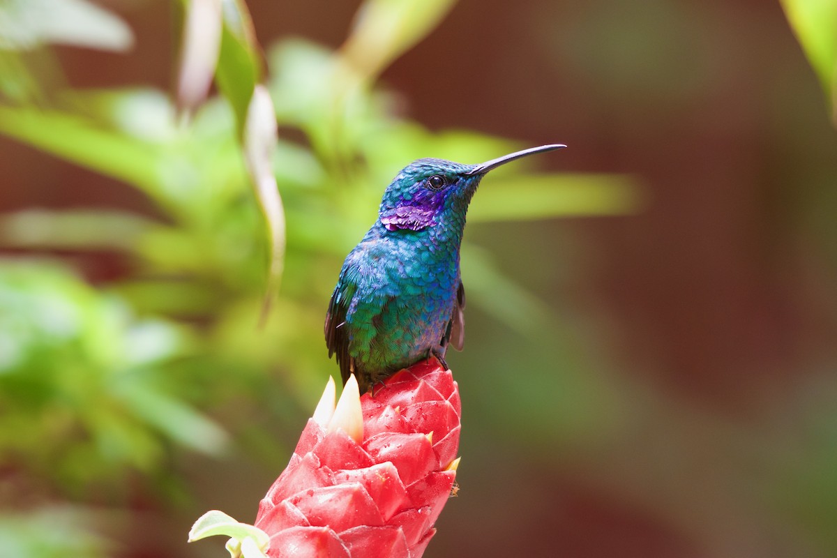 Colibrí Oreja Violeta Menor - ML619914718