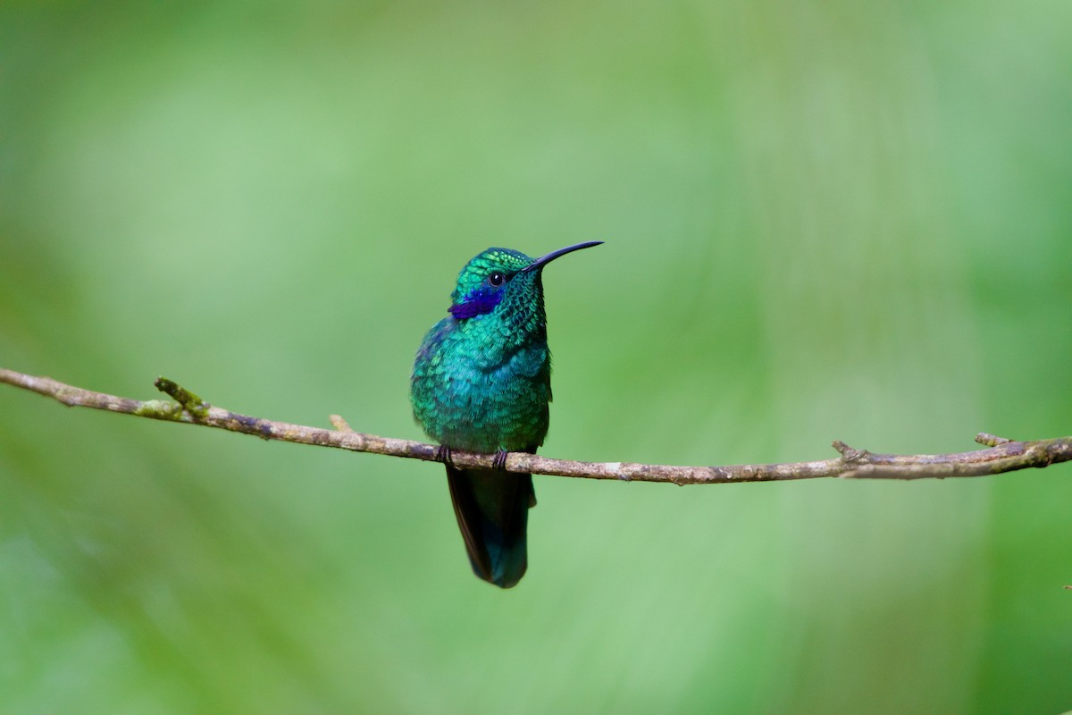 Colibrí Oreja Violeta Menor - ML619914719