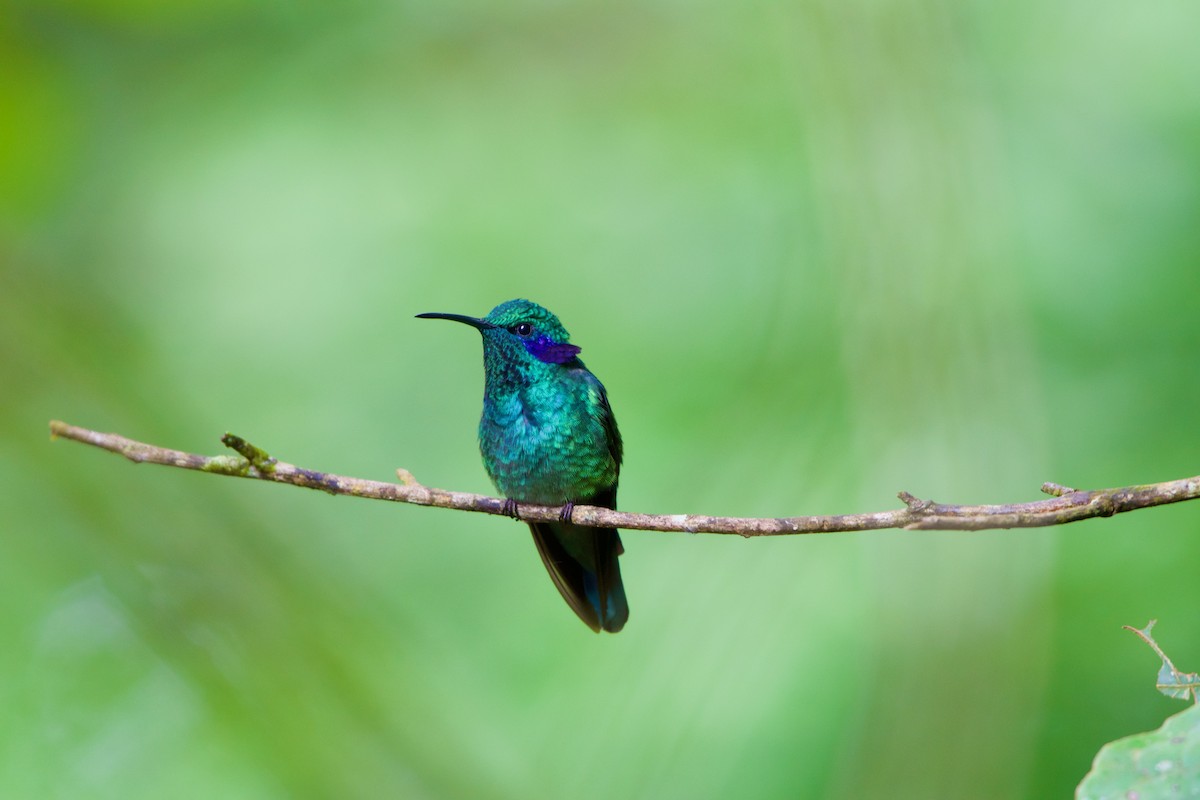 kolibřík modrouchý - ML619914720