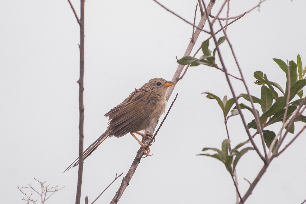 Wedge-tailed Grass-Finch - ML619914721
