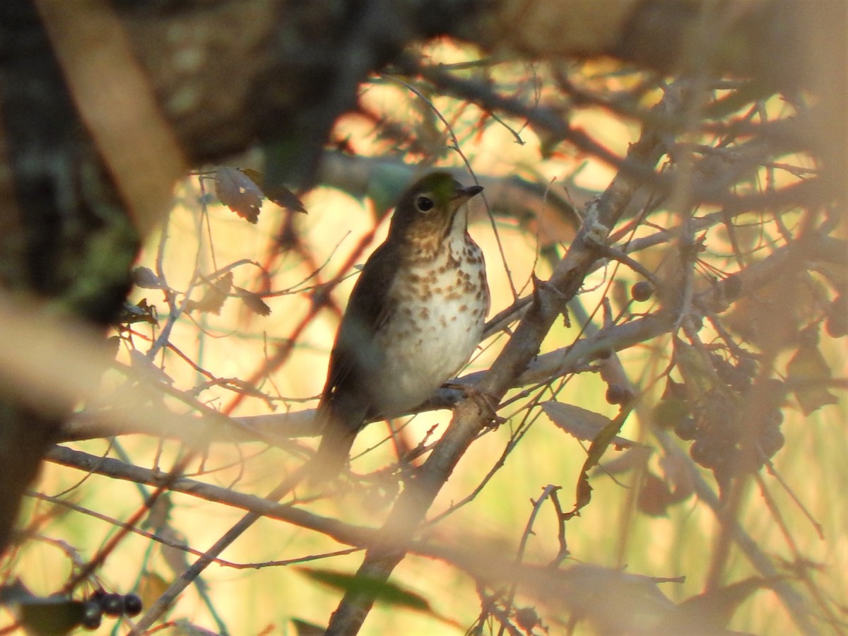 Swainson's Thrush - ML619914736