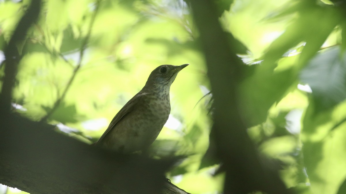 Gray-cheeked Thrush - ML619914751