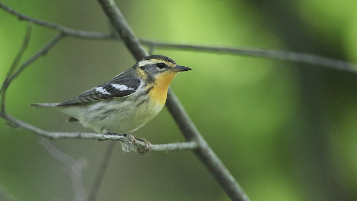 Blackburnian Warbler - ML619914761