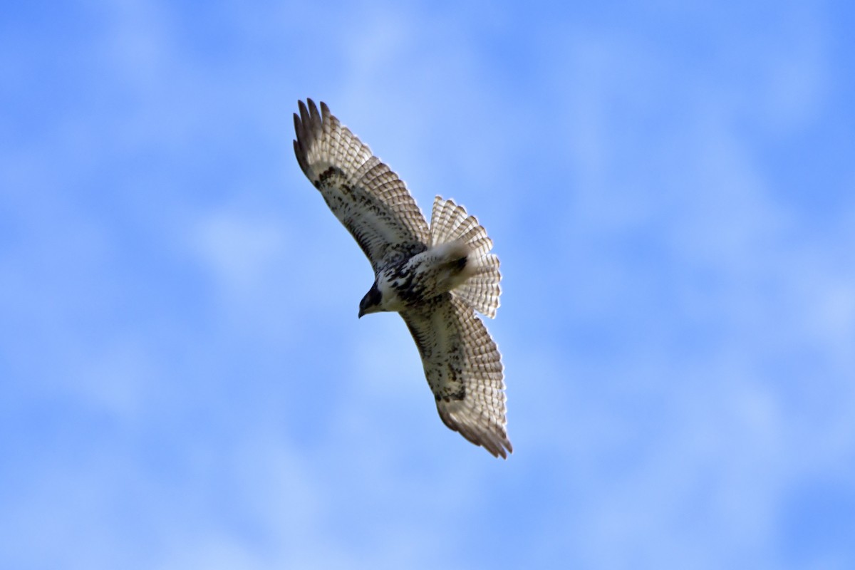 Red-tailed Hawk - ML619914771