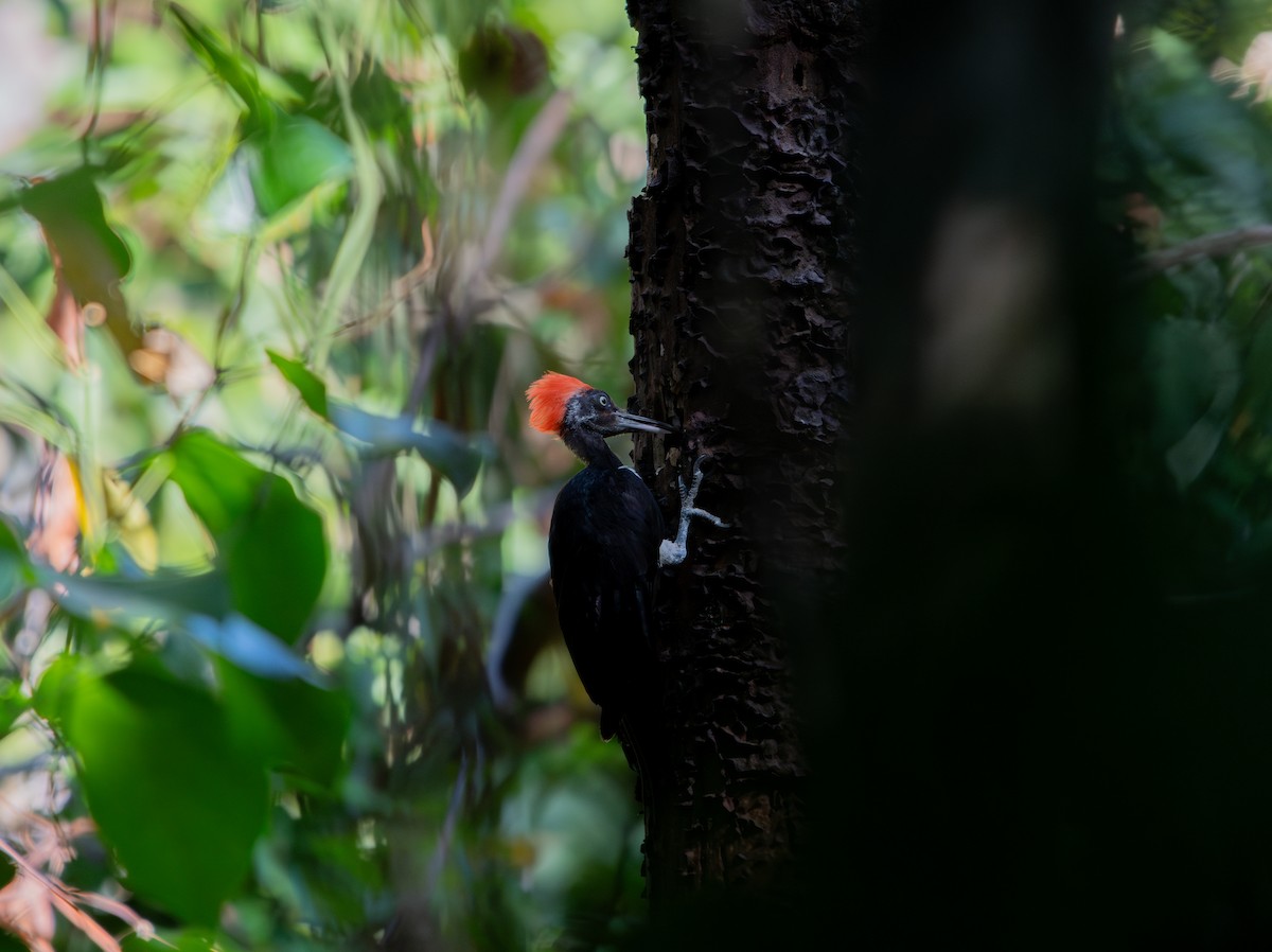 White-bellied Woodpecker - ML619914782