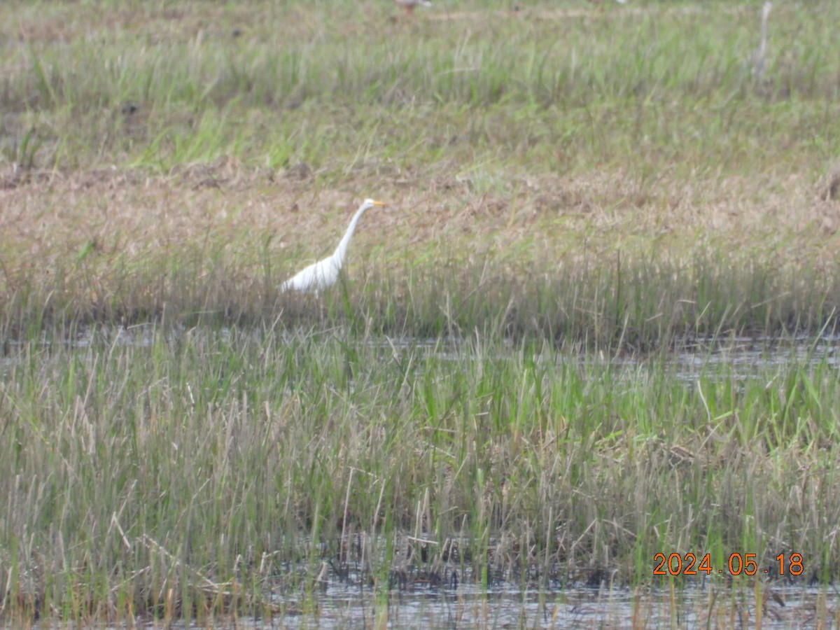 Great Egret - ML619914792