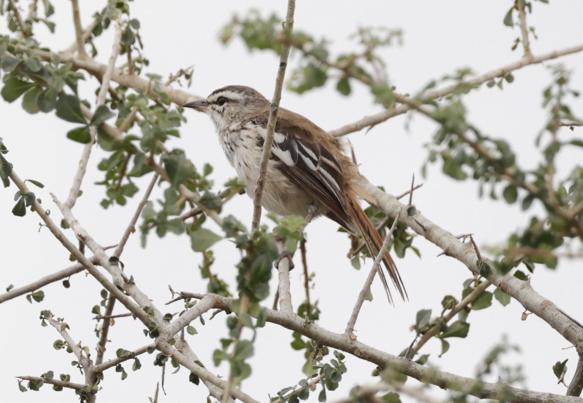 Red-backed Scrub-Robin - ML619914796