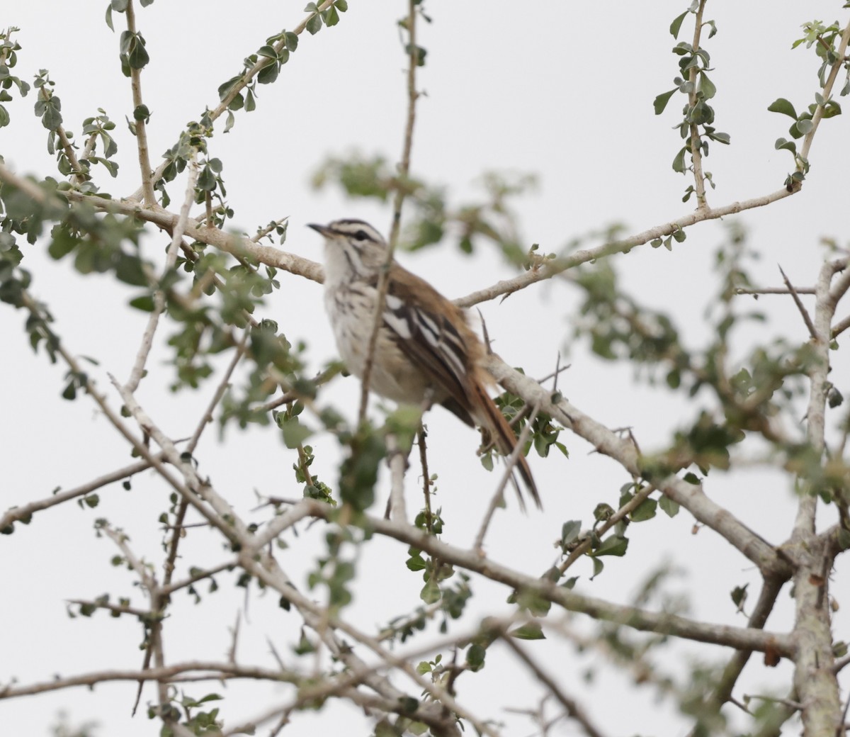 Red-backed Scrub-Robin - ML619914797