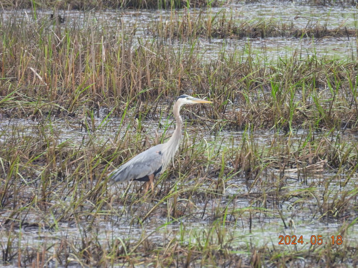 Great Blue Heron - ML619914806