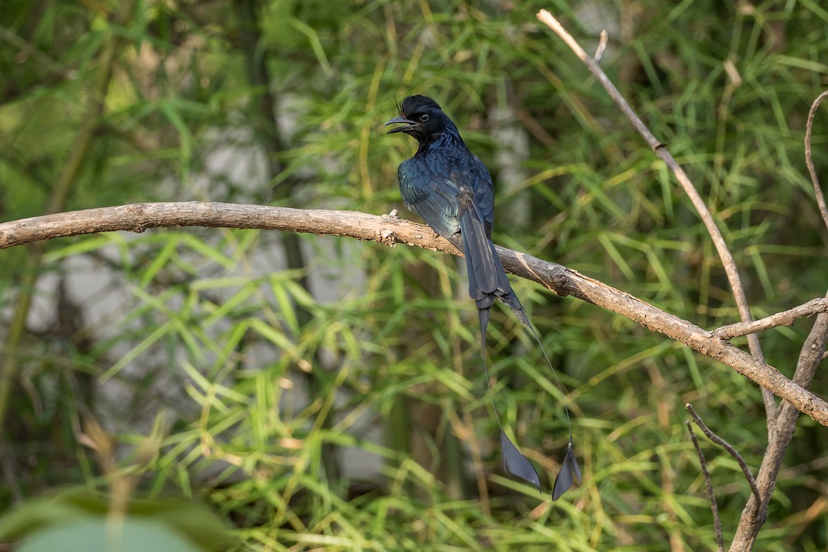 Greater Racket-tailed Drongo - ML619914817