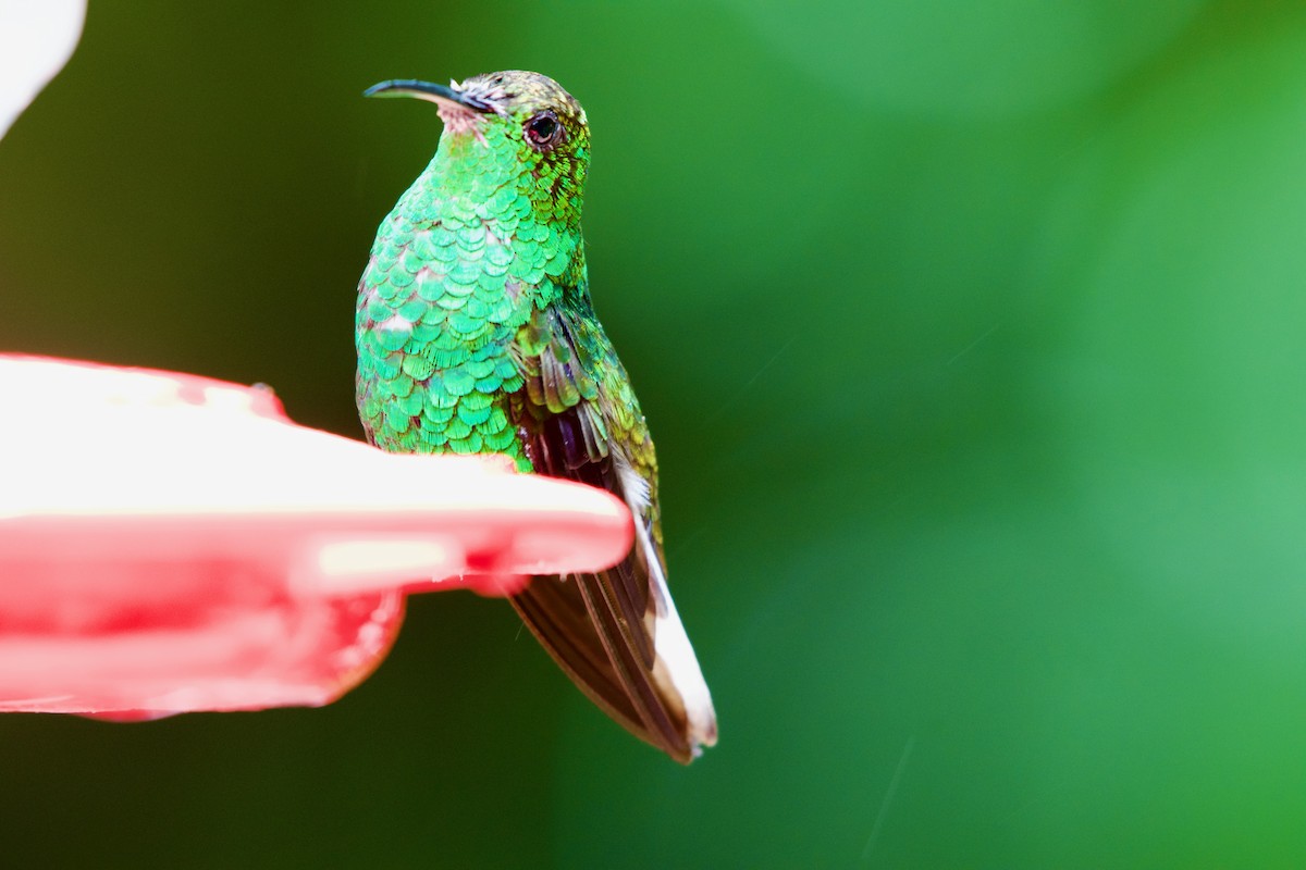 kolibřík měděnohlavý - ML619914818
