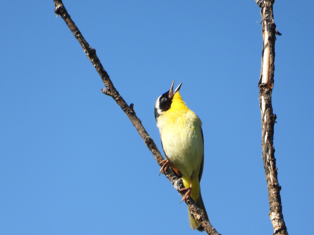 Common Yellowthroat - ML619914822