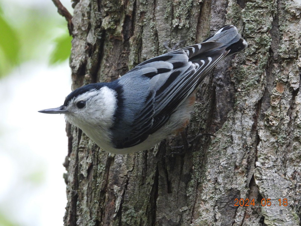 White-breasted Nuthatch - ML619914826