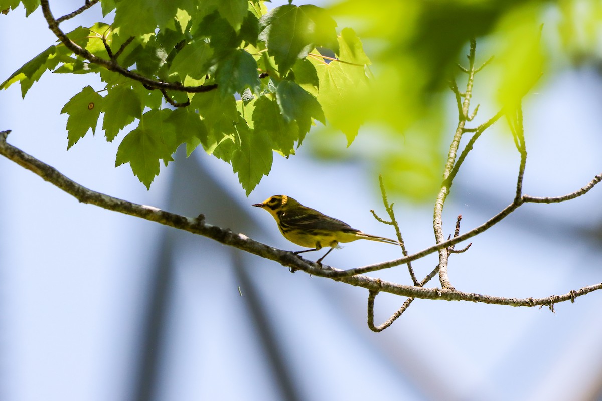 Prairie Warbler - ML619914852