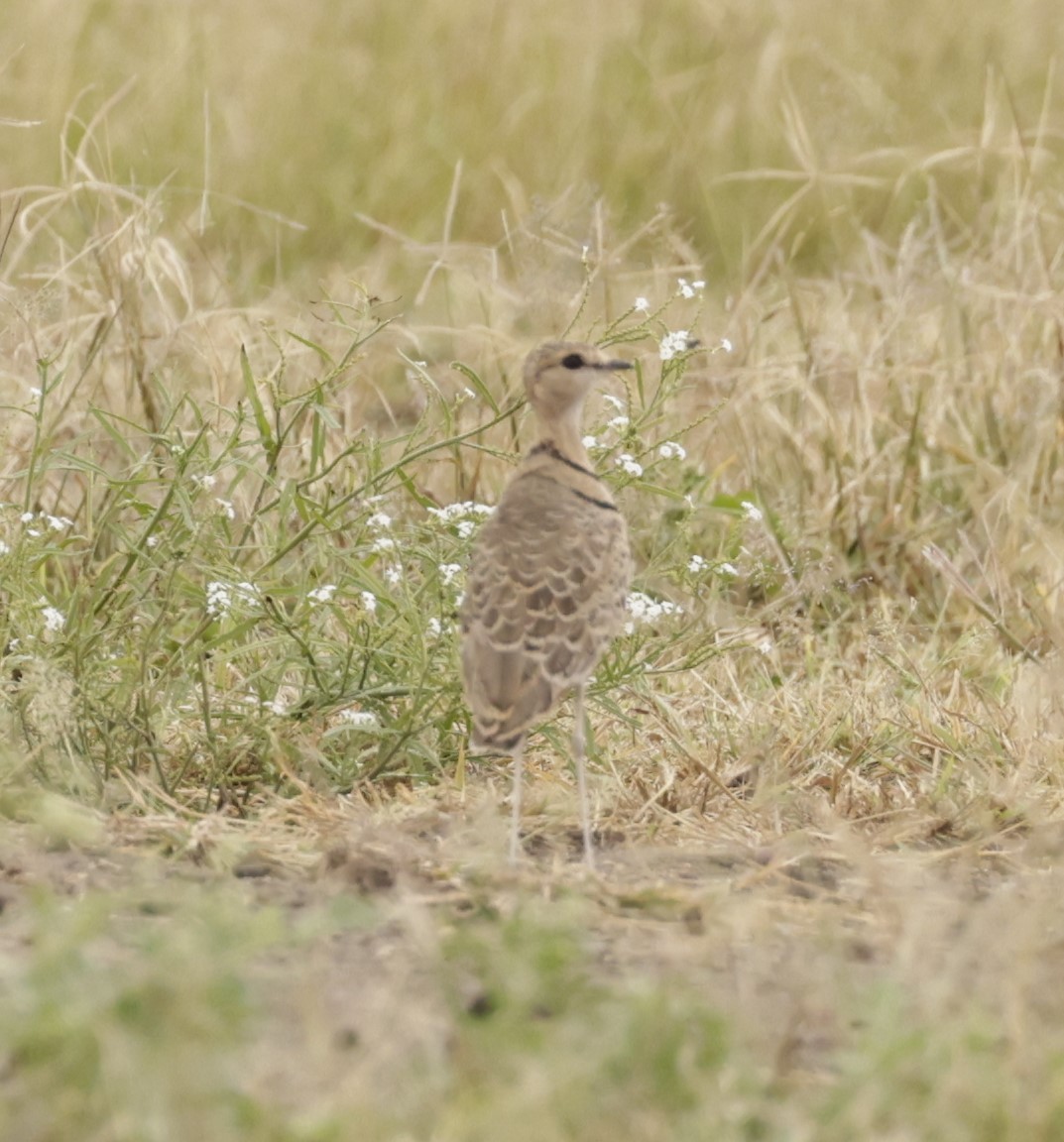Double-banded Courser - ML619914857