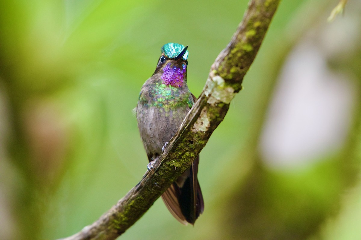 Purple-throated Mountain-gem - ML619914859