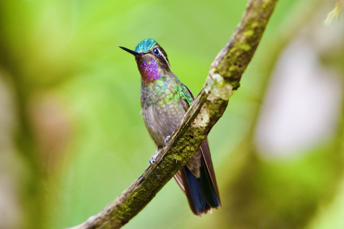 kolibřík fialovohrdlý - ML619914860