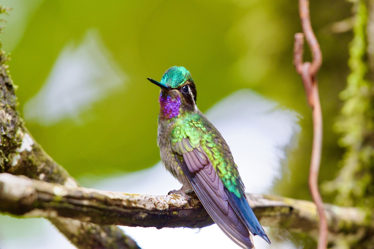 Colibri à gorge pourprée - ML619914861