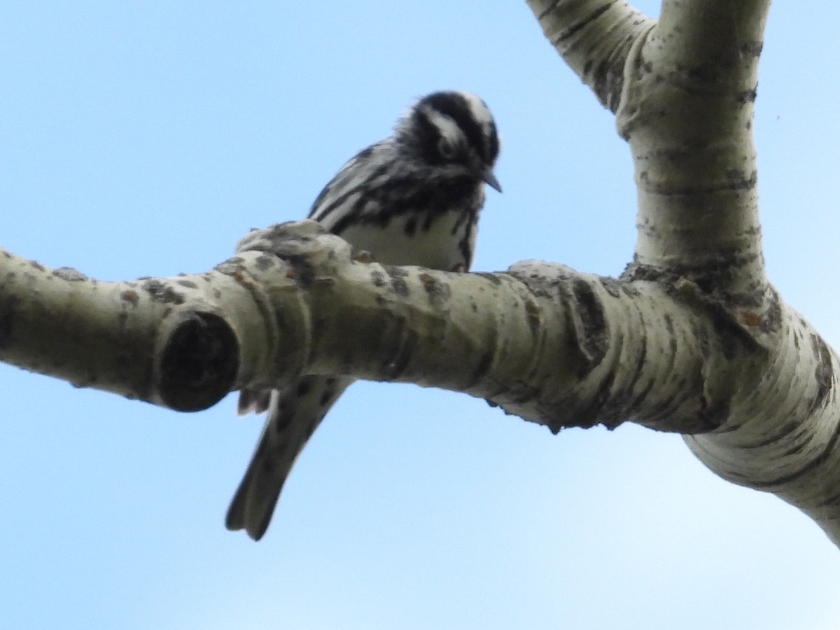 Black-and-white Warbler - ML619914880