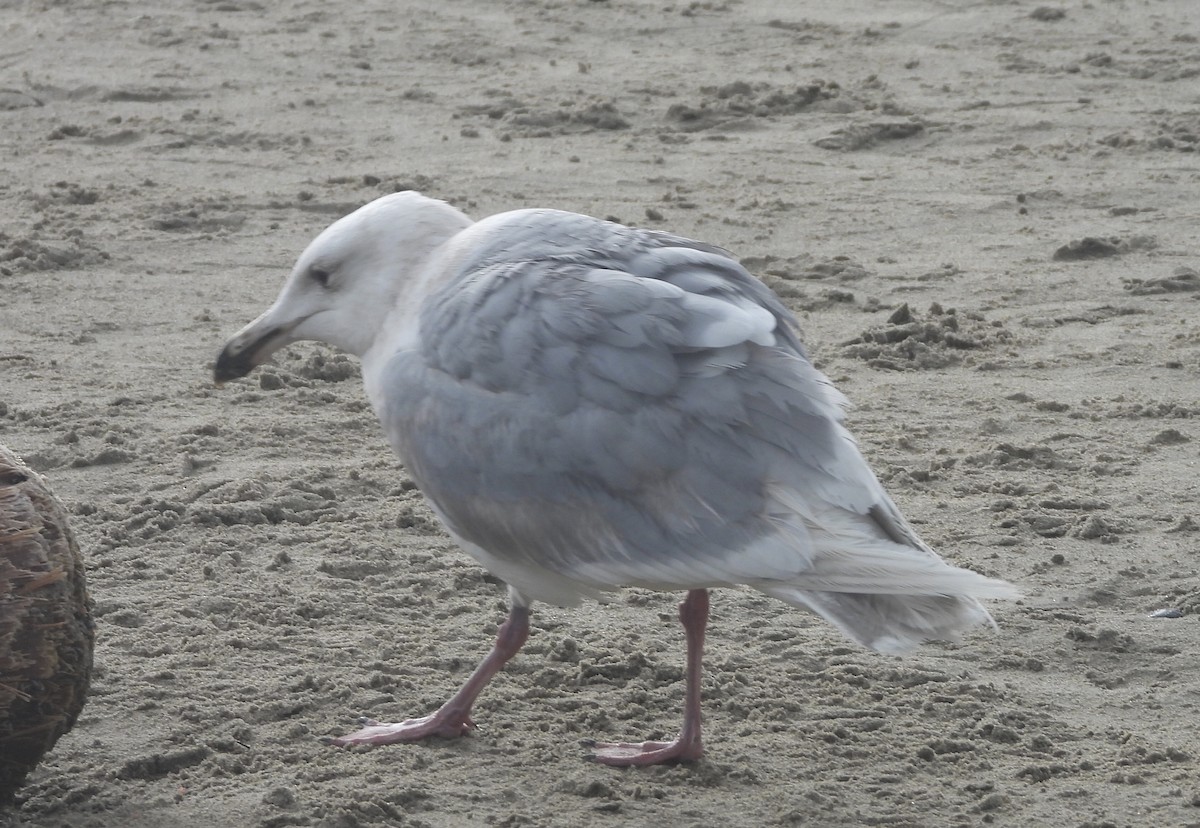 Gaviota de Bering - ML619914898