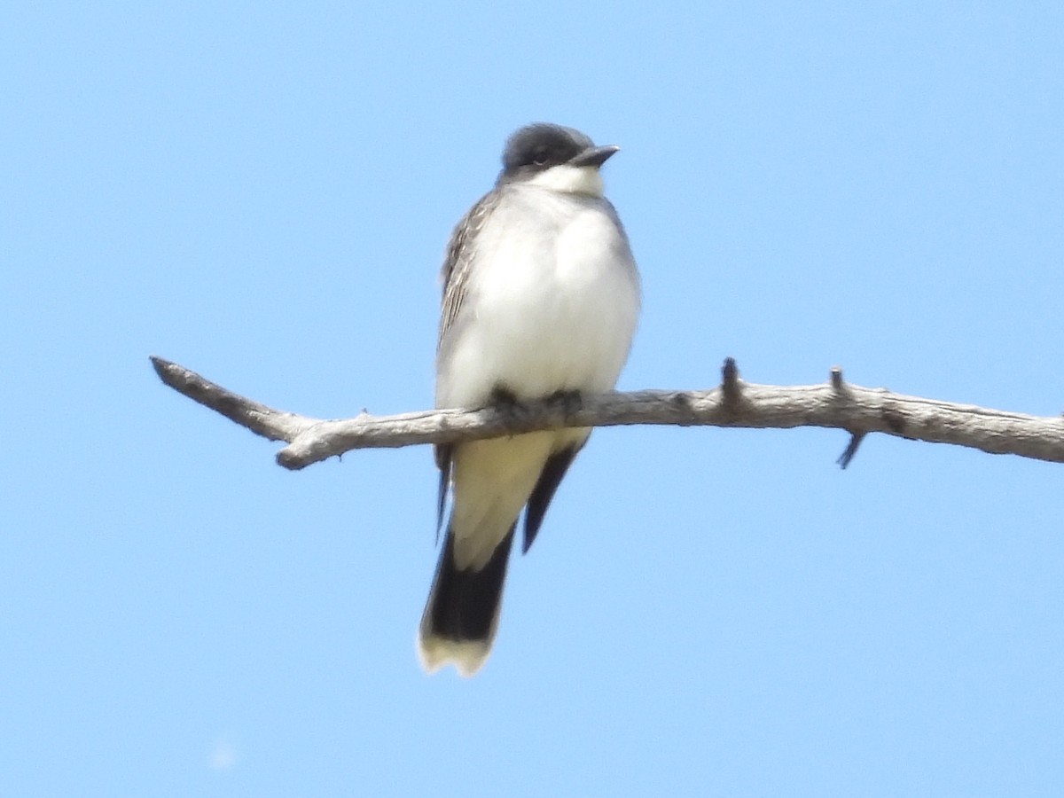 Eastern Kingbird - ML619914902