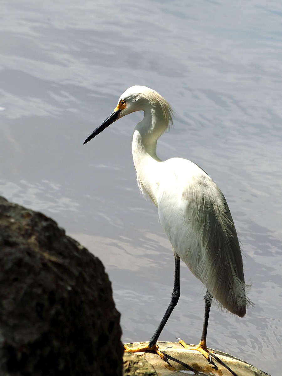 Snowy Egret - ML619914903