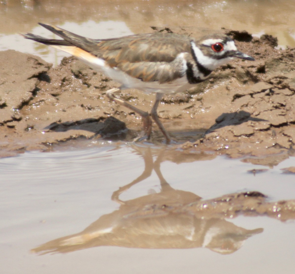 Killdeer - ML619914904