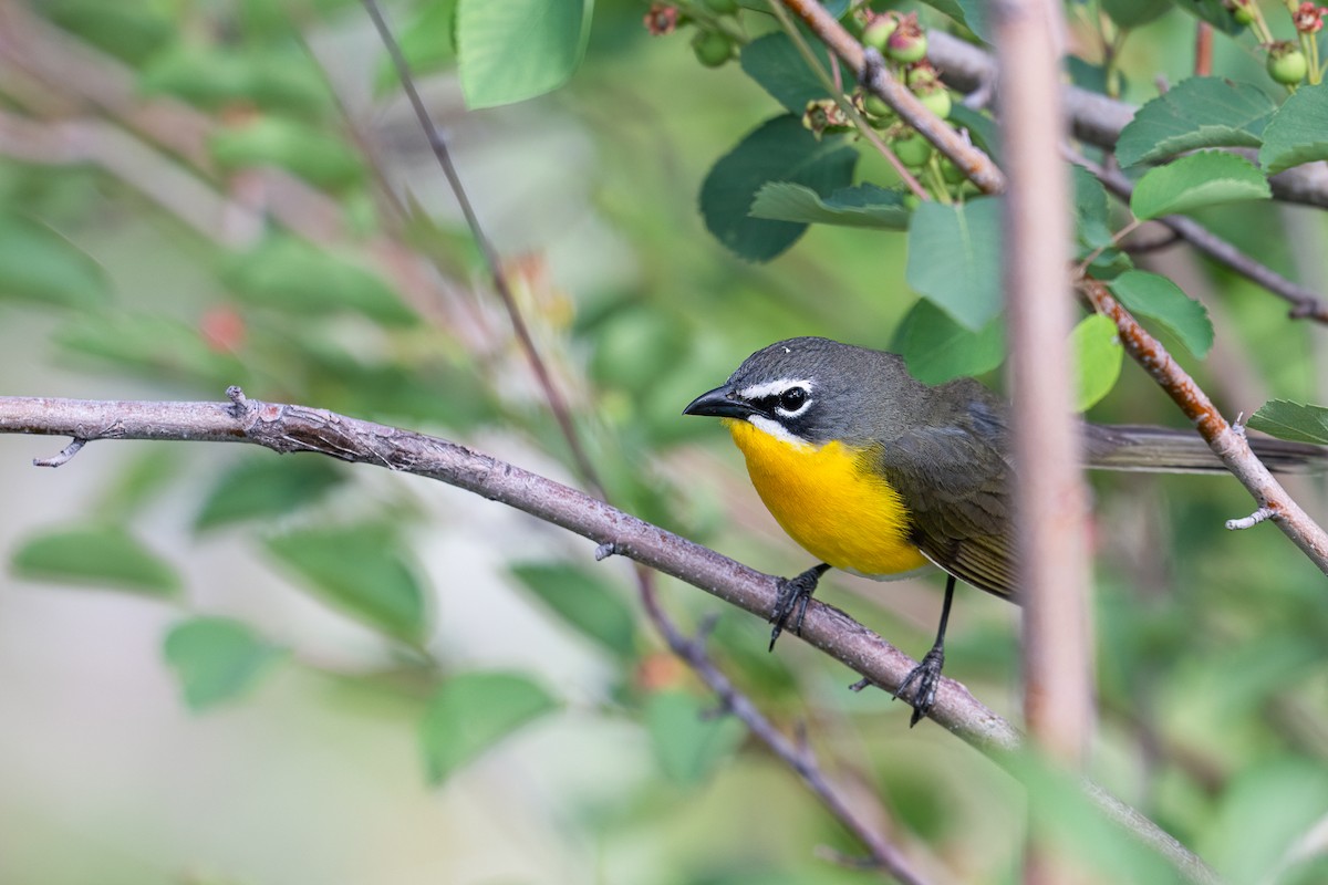 Yellow-breasted Chat - ML619914928