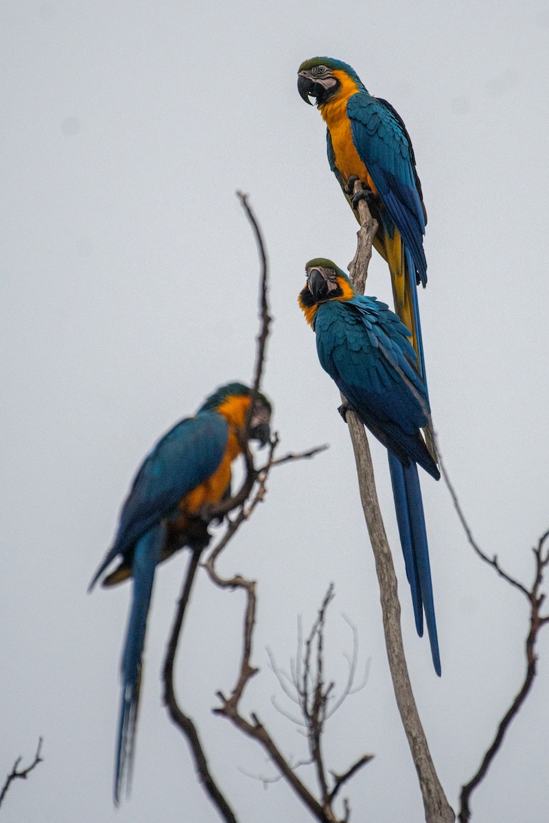 Blue-and-yellow Macaw - ML619914932