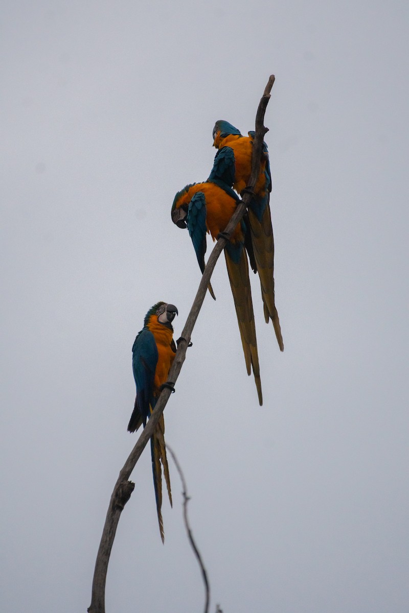 Blue-and-yellow Macaw - ML619914934