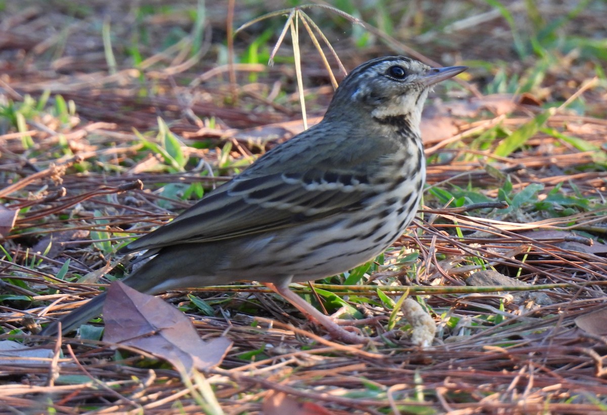 Olive-backed Pipit - ML619914936