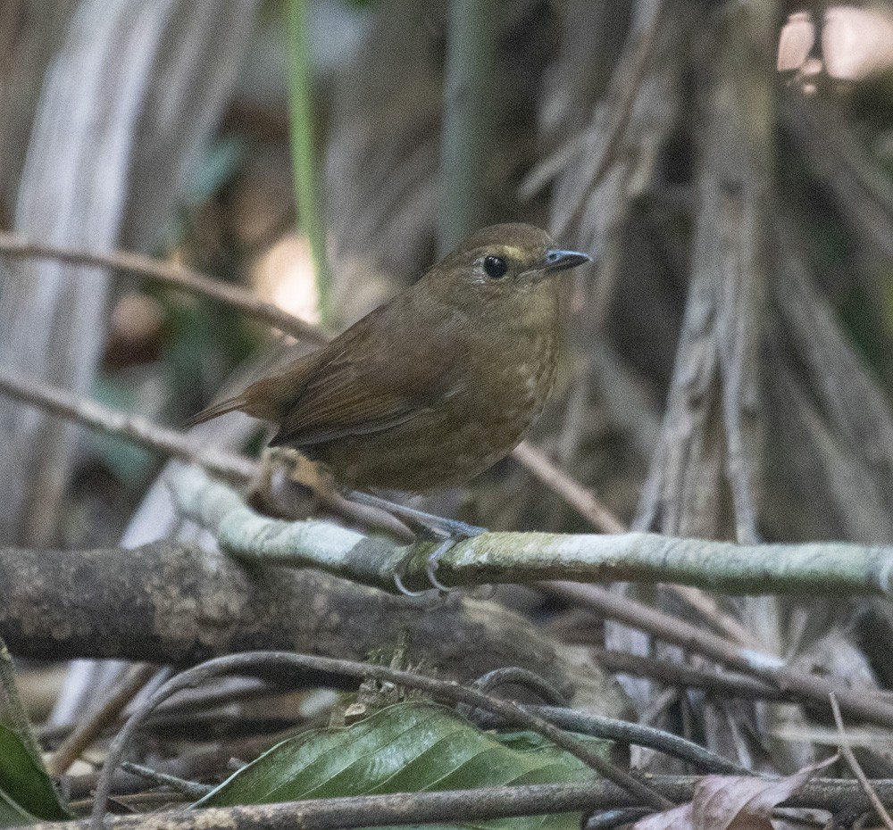 Petite Brachyptère - ML619914948